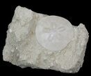 Fossil Sand Dollar (Scutella) - France #41366-1